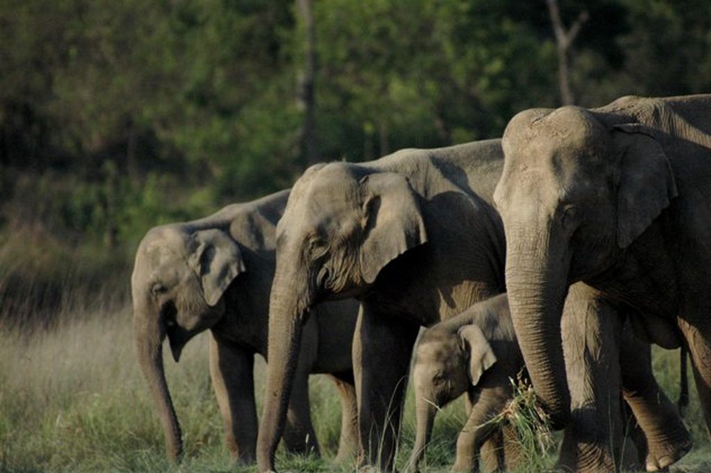 Rajaji National Park